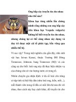 Ong bắp cày truyền tin cho nhau như thế nào? potx