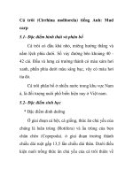 Cá trôi (Cirrhina molitorela) tiếng Anh: Mud carp pptx