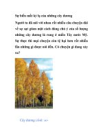 Sự biến mất kỳ lạ của những cây dương ppt