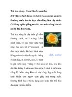 Trà hoa vàng - Camellia chrysantha H.T (Theo Bách khoa tri thức) doc