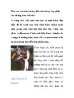 Hoa lan làm ảnh hưởng đến côn trùng thụ phấn của chúng như thế nào? ppt