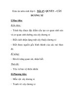 Giáo án môn sinh lớp 6 - Tiết 47: QUYẾT – CÂY DƯƠNG XỈ pdf