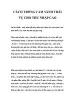 CÁCH TRỒNG CAM SÀNH TRÁI VỤ CHO THU NHẬP CAO potx