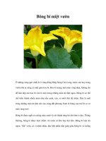 Bông bí miệt vườn docx