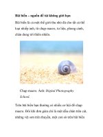 Bãi biển – nguồn đề tài không giới hạn potx