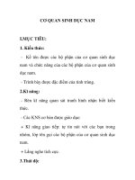 CƠ QUAN SINH DỤC NAM pot