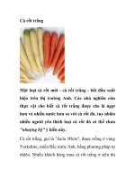 Cà rốt trắng ppsx