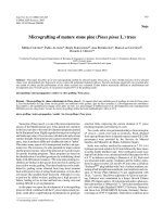 Báo cáo lâm nghiệp: 