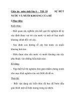 Giáo án môn sinh lớp 6 - Tiết 10 NƯỚC VÀ MUỐI KHOÁNG CỦA RỄ doc