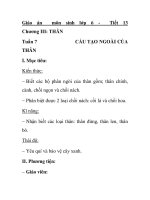 Giáo án môn sinh lớp 6 - Tiết 13 Chương III: THÂN pot