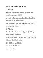 PHÂN LỚP HÀNH - LILIIDAE doc