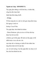 Ngành tảo Giáp - DINOPHYTA pps