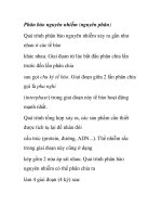 Phân bào nguyên nhiễm (nguyên phân pps