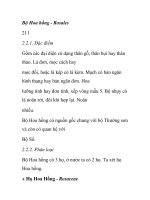 Bộ Hoa hồng - Rosales pot