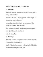 PHÂN LỚP HOA MÔI - LAMIIDAEm các bộ có hoa doc