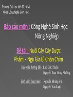 nhóm 13- vũ -luận-nuôi cấy cây dược phẩm pdf