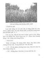 Kỹ thuật trồng rau, củ, cỏ làm thức ăn trong chăn nuôi part 6 pdf