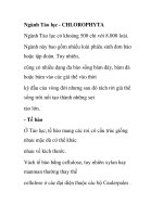 Ngành Tảo lục - CHLOROPHYTA doc