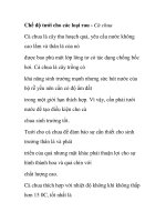 Chế độ tưới cho các loại rau - Cà chua potx