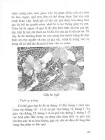 Kỹ thuật trồng rau, củ, cỏ làm thức ăn trong chăn nuôi part 5 ppt