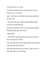 Chế độ tưới cho cây bông pot