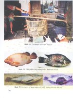 Kỹ thuật sản xuất giống và nuôi cá rô phi đạt tiêu chuẩn vệ sinh an toàn thực phẩm part 6 potx