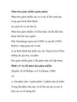 Phân bào giảm nhiễm (giảm phân) potx