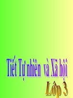 Giáo án điện tử tiểu học: Tự nhiên xã hội lớp 3 về chim ppt