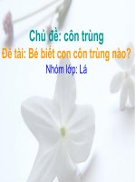 Giáo trình điện tử mầm non: bé phân biệt côn trùng pot