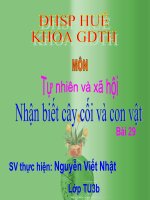 Giáo án điện tử tiểu học: Cây cối pot