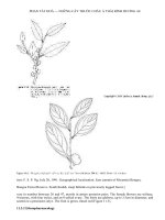 MEDICINAL PLANTS OF ASIA AND THE PACIFIC - PART 4 pptx