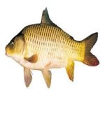 Động vật sống dưới nước ppt