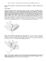 MEDICINAL PLANTS OF ASIA AND THE PACIFIC - PART 6 pdf