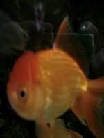 Giáo trình điện tử mầm non: Một số loài cá doc