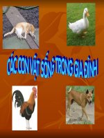 Các con vật nuôi trong gia đình doc