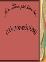 Cô cấp dưỡng ppt