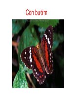 Giáo trình điện tử mầm non: Động vật potx