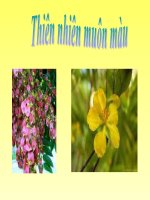 Giáo trình điện tử mầm non: Thế giới các loài hoa potx