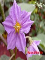 Giáo trình điện tử mầm non: Hoa kết trái pptx