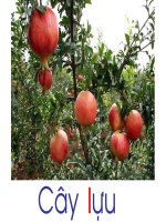 Làm quen với chữ l, m, n pptx