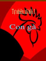 Giáo án điện tử tiểu học: Con gà_3 pdf