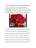 Để hoa trạng nguyên trong nhà gây nguy hiểm? pot