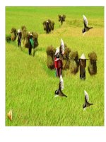 Giáo trình điện tử mầm non: Cây xanh docx