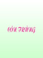 Giáo trình điện tử mầm non: Từ điển côn trùng pdf