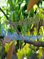 Giáo trình điện tử mầm non: Phát triển nhận thức ppsx