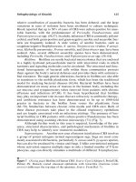 Sinusitis From Microbiology to Management - part 4 docx