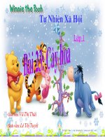 Giáo án điện tử mầm non: Bài giảng về cây và hoa pot