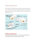 Tổng quan về hệ thống chiếu sáng ôtô potx