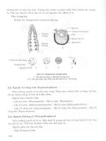 Thực vật dược part 6 docx
