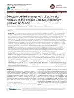 Structure-guided mutagenesis of active site residues in the dengue virus two-component protease NS2B-NS3 pdf